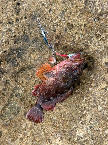 カサゴの釣果
