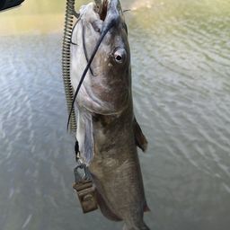 チャネルキャットフィッシュ