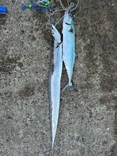 サゴシの釣果