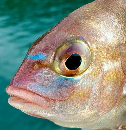 チャリコの釣果