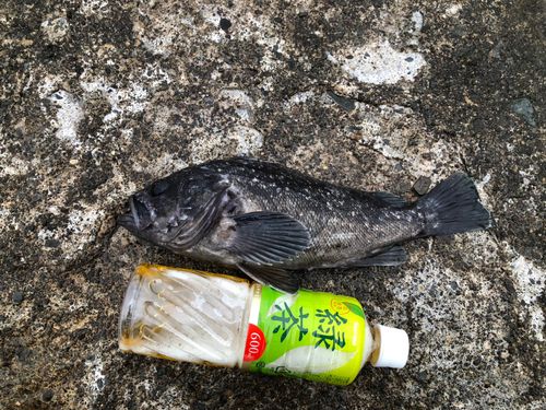 クロソイの釣果