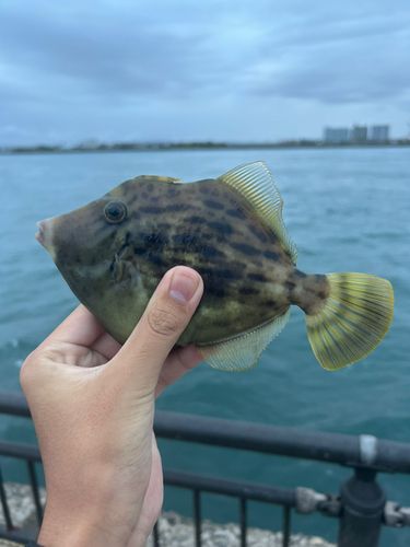 カワハギの釣果