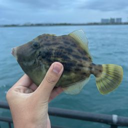カワハギ