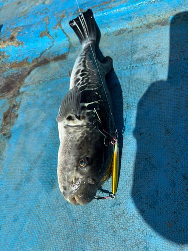 ホウボウの釣果