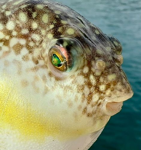 フグの釣果