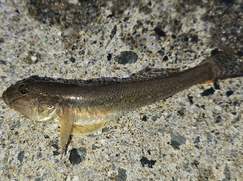 マハゼの釣果