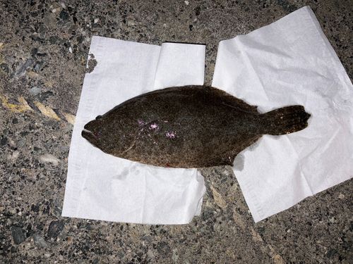 ヒラメの釣果