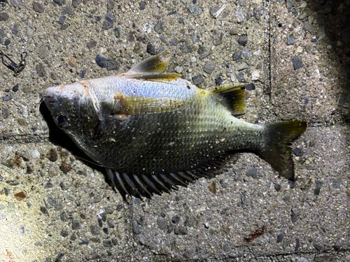 チヌの釣果