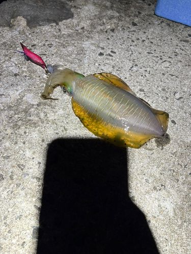 天草灘