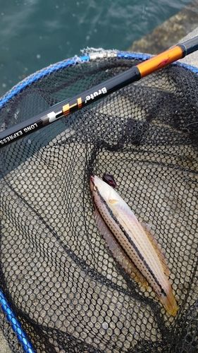 ベラの釣果