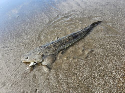 富津海岸