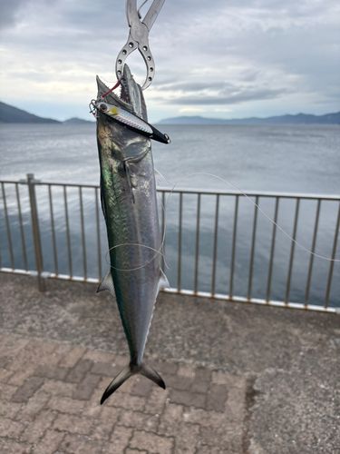 サゴシの釣果