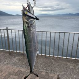 サゴシ