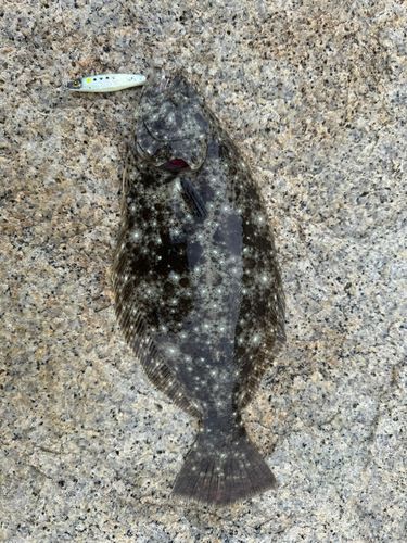 ヒラメの釣果