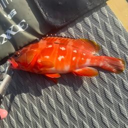 アカハタ