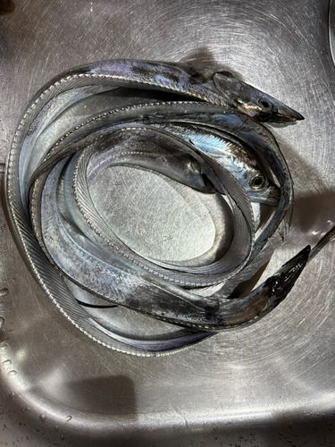 タチウオの釣果