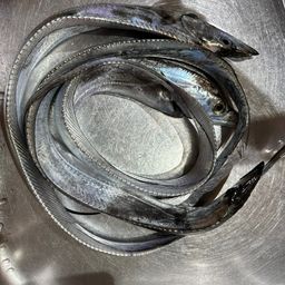 タチウオ