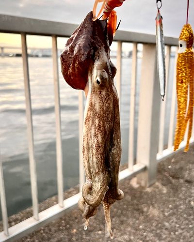マダコの釣果