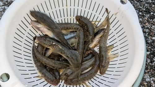 マハゼの釣果