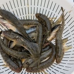 マハゼ