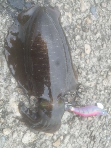 アオリイカの釣果