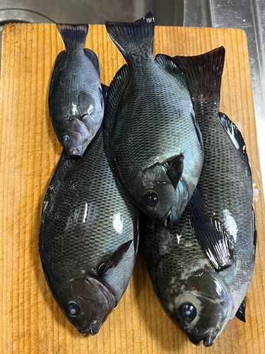 鹿島港魚釣園