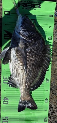 チヌの釣果