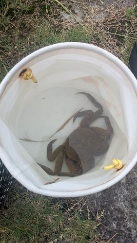 モクズガニの釣果