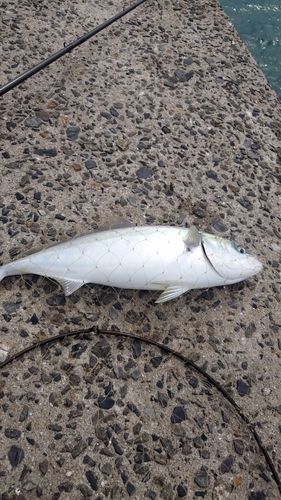 メジロの釣果