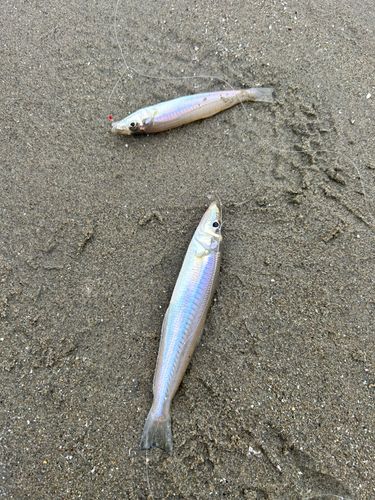 キスの釣果