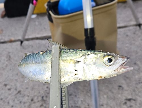 サバの釣果