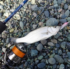 セイゴ(マルスズキ)の釣果