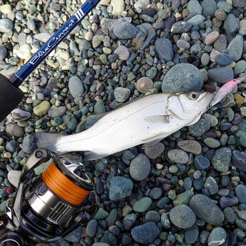 セイゴ（マルスズキ）の釣果