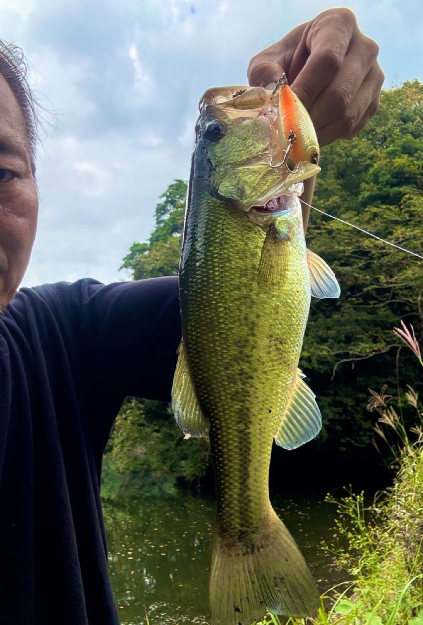 ブラックバス