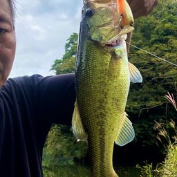 ブラックバス