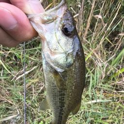 ラージマウスバス