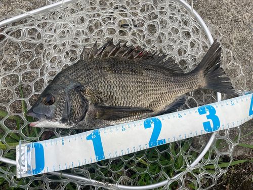 チヌの釣果