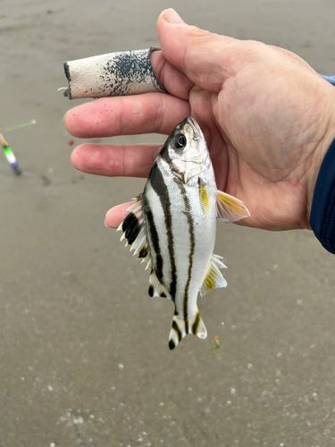 コトヒキの釣果