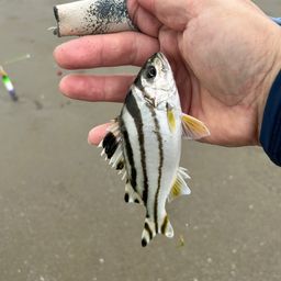 コトヒキ