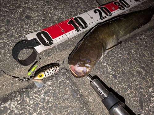 ナマズの釣果