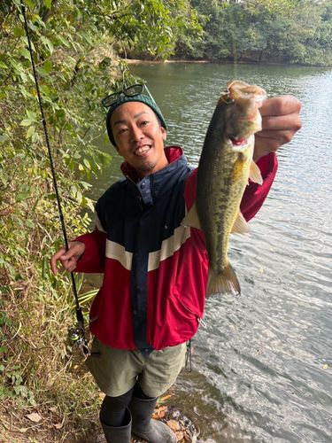 ラージマウスバスの釣果