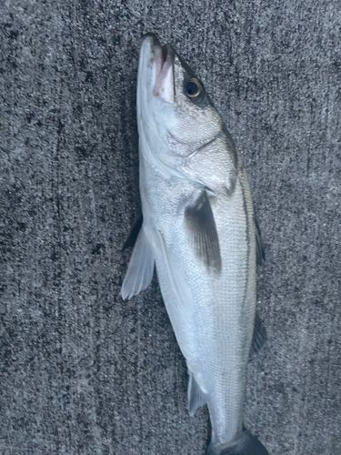 スズキの釣果