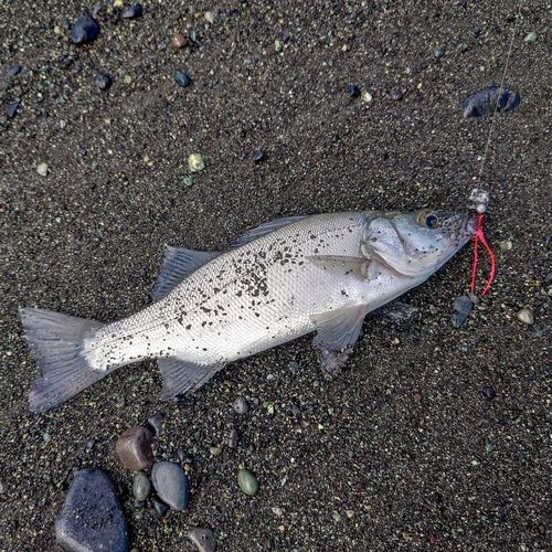 セイゴ（マルスズキ）の釣果