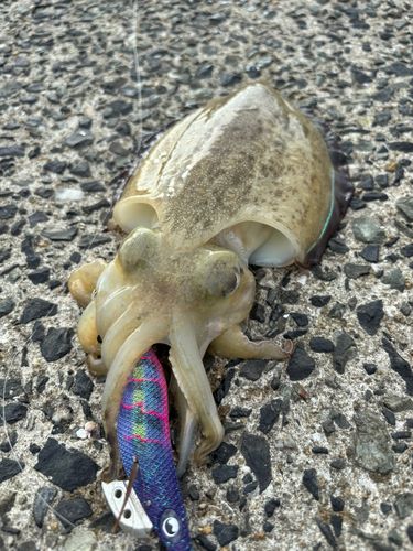 コウイカの釣果