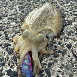 コウイカ