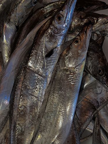 タチウオの釣果