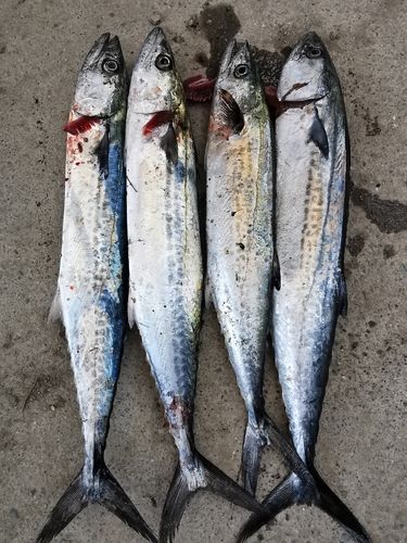 サゴシの釣果