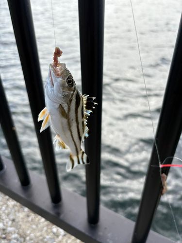 コトヒキの釣果