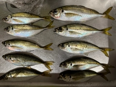 マアジの釣果