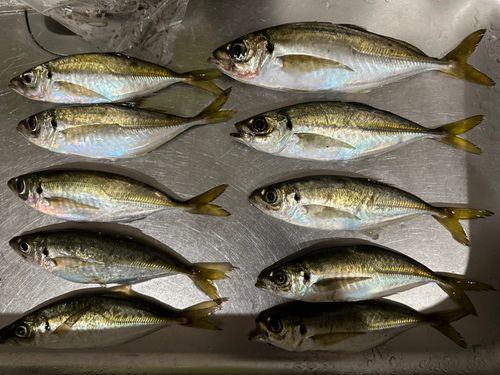 マアジの釣果